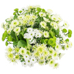 Viewed from above, this bouquet of chrysanthemums forms a harmonious circle of white and green blooms, set against a luminous white background that makes the colours appear especially fresh and clear. The majority of the flowers are white chrysanthemums, but they vary delightfully in form. Small spray chrysanthemums, reminiscent of daisies, feature precise, evenly spaced petals around bright green-yellow centres, lending the arrangement a cheerful, open look. Larger traditional chrysanthemums provide fullness, their densely layered petals building up soft, cushion-like domes that seem to invite a gentle touch. Among them, a few blossoms with slightly elongated, spiky petals add a feathery edge and introduce a note of gentle spontaneity, avoiding any overly formal feel. Punctuating this sea of white are clusters of vivid green Santini button chrysanthemums, which appear as neat pom-poms, each sphere composed of countless tiny florets that give a velvety, tactile impression. Light lime-green spider or cremon chrysanthemums extend long, slender petals from pale green centres, gradually lightening toward the tips and evoking the delicacy of new foliage in early spring. Supporting this interplay of shape and colour is a bed of deep, dark green foliage, the leaves overlapping in a textured foundation that grounds the design and frames the blooms. The overall atmosphere of the bouquet is one of cool serenity and understated elegance, comparable to the quiet, leafy corners found around Stanmore's residential lanes and nearby green spaces. With its clean palette and soft, rounded structure, this is the kind of arrangement that could bring comfort to a hospital bedside, offer solace at a time of loss, or add a calming, modern touch to a Stanmore home or office.