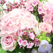 This image presents a tender, romantic bouquet in close-up, as if it were about to be handed over at a doorstep in Stanmore on a bright but gentle morning. Dominating the centre, leaning subtly toward the upper left, is a large hydrangea head in light blush pink, made up of innumerable tiny, four-petalled florets that together form a rounded, cushion-like cloud. Its pastel tone is soft and soothing, serving as the anchor for the entire composition. Around it, elegant roses in a slightly deeper blush shade draw attention with their classic spiral centres: one blooms richly at the lower left, petals layered like fine silk, while another sits at mid-right, partially unfurled, its edges softly curled and catching the light. Threading between these focal flowers are clusters of smaller blossoms in vivid fuchsia and magenta-likely waxflower or phlox-each star-shaped or neatly five-petalled, their darker centres providing delicate points of contrast and lending a sense of intricate craftsmanship. At the bottom right, a bell-shaped lavender campanula tilts outward, its cool, pale purple hue adding a refreshing counterpoint to the warm pinks, reminiscent of twilight skies over Stanmore Hill. Framing everything is an abundance of dark green leaves and slender stems that weave in and out, creating shadows and highlights that make the bouquet feel deep and three-dimensional. The lighting is soft, almost like natural daylight spilling through a window near Canons Drive, gently illuminating each petal and hinting at a just-arranged freshness. The mood is one of quiet joy and reassurance, making this bouquet a fitting choice for intimate celebrations, heartfelt apologies, or a comforting get-well message delivered anywhere across Stanmore.